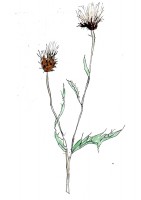 http://www.francesleeceramics.com/files/gimgs/th-31_thistle seed heads-web.jpg